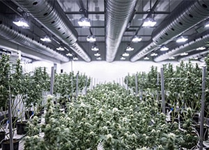 Steel Buildings for Marijuana 4 Steel Buildings for Marijuana