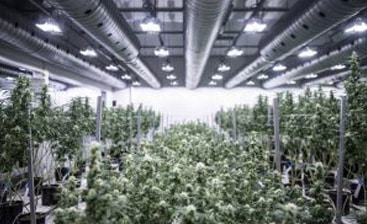 The Benefits of Choosing Steel for Marijuana Growing Facilities 4 The Benefits of Choosing Steel for Marijuana Growing Facilities